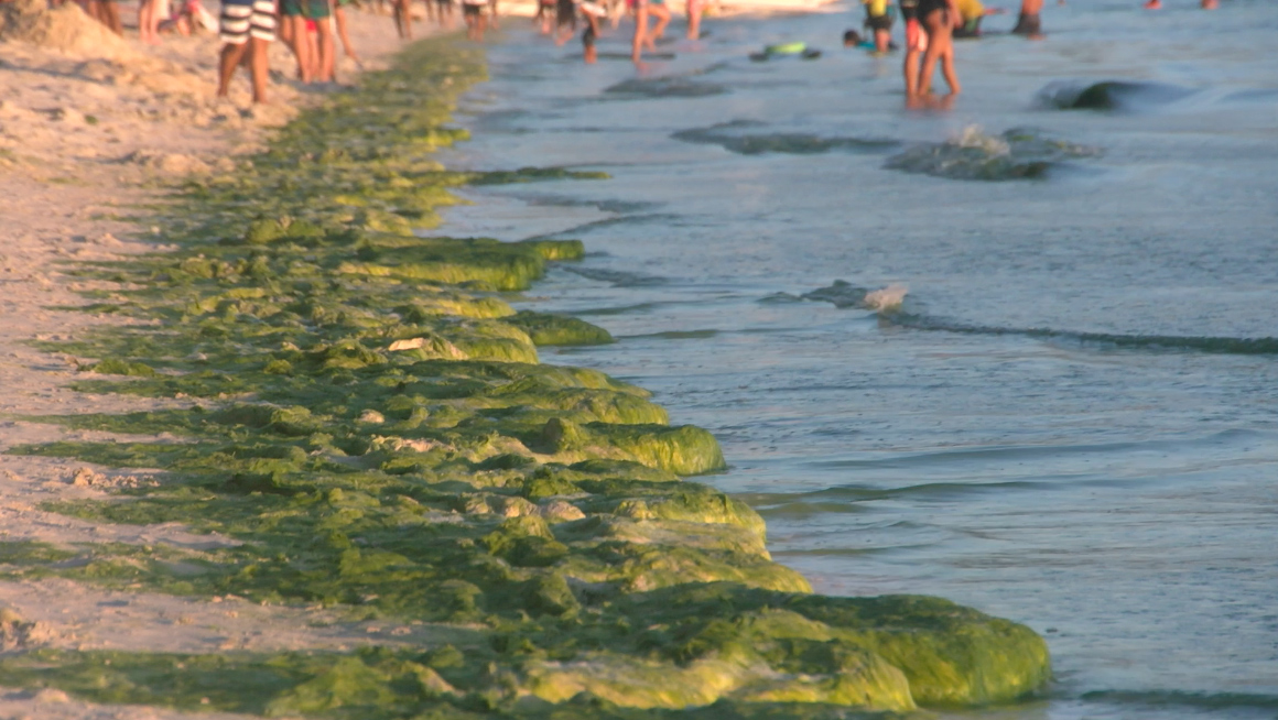 WATER POLLUTION. Algae ruin the famous beach of Boracay. File photo by Adrian Portugal/Rappler 