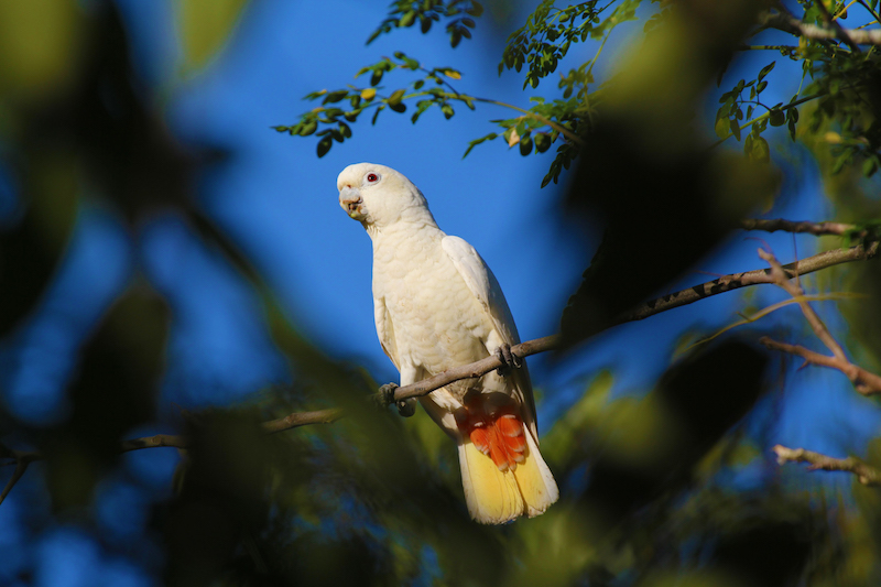 ENDANGERED. The Philippine cockatoo, locally known as the katala. Photo courtesy Peter Widmann/KFI 