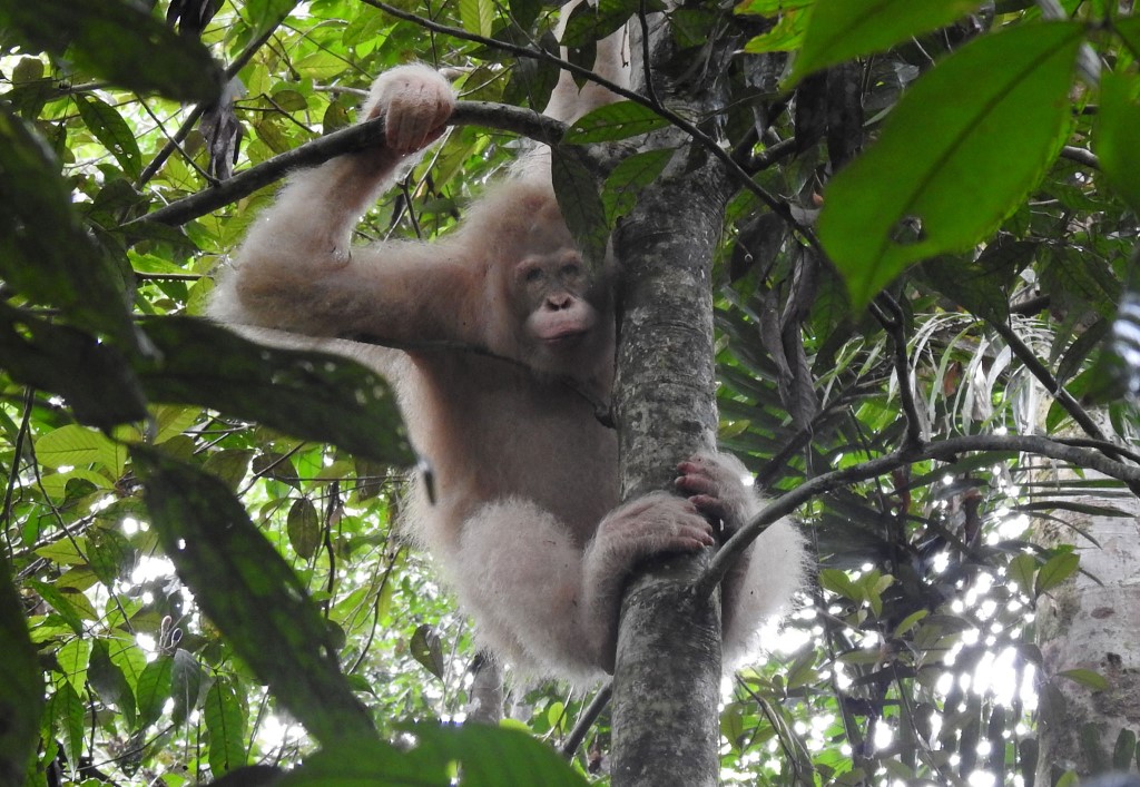 ALBA. This undated handout photo released by Borneo Orangutan Survival Foundation on March 4, 2020 shows Alba, the world's only known albino orangutan, in a Borneo rainforest. Photo by Borneo Orangutan Survival Foundation/AFP 