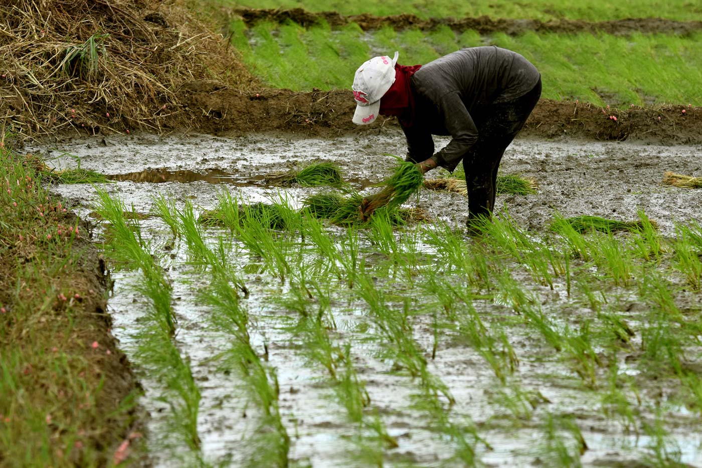 RICE INDUSTRY. A farmer plants rice in Jaen, Nueva Ecija. File photo by Angie de Silva/Rappler 