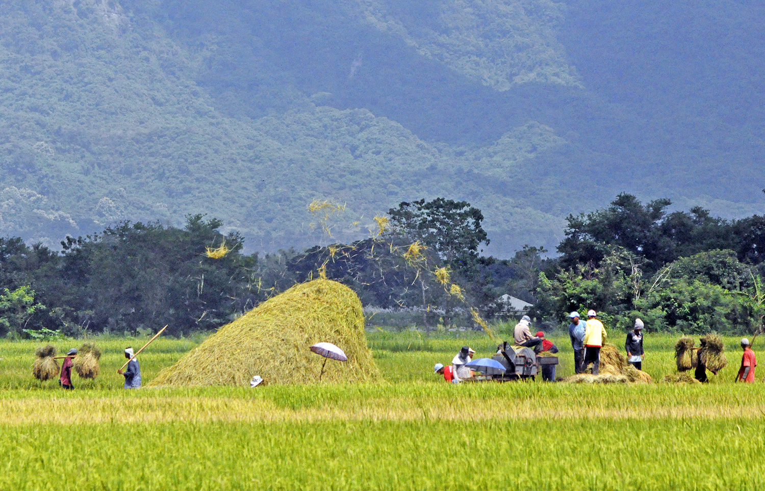 FARMERS. A community finishes a palay season after harvest in Pangasinan. Photo by Mau Victa/Rappler 