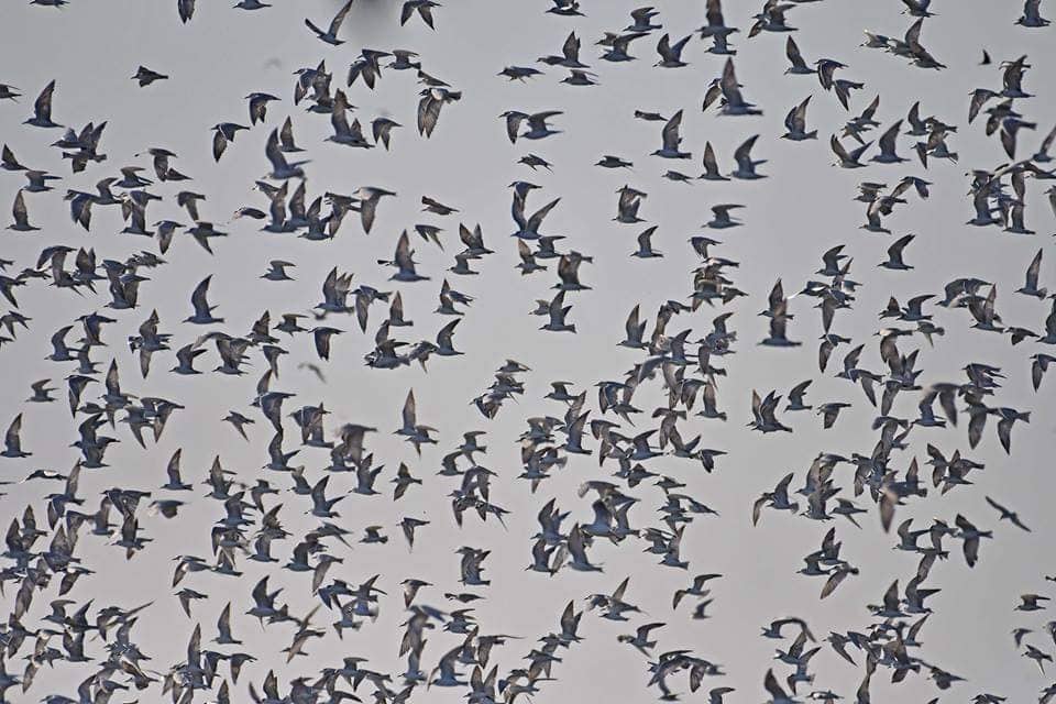 FLOCKS UPON FLOCKS. It is common to see many birds here during migratory season from September to March. Photo courtesy of Sasmuan Bangkung Malapad Critical Habitat Ecotourism Area Facebook page 