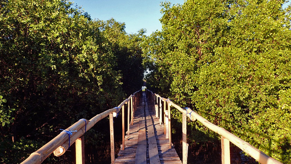 FOREST WALK. A wooden bridge will guide your path through the mangroves at Bangkung Malapad in Sasmuan, Pampanga. All photos by Rhea Claire Madarang unless otherwise specified 