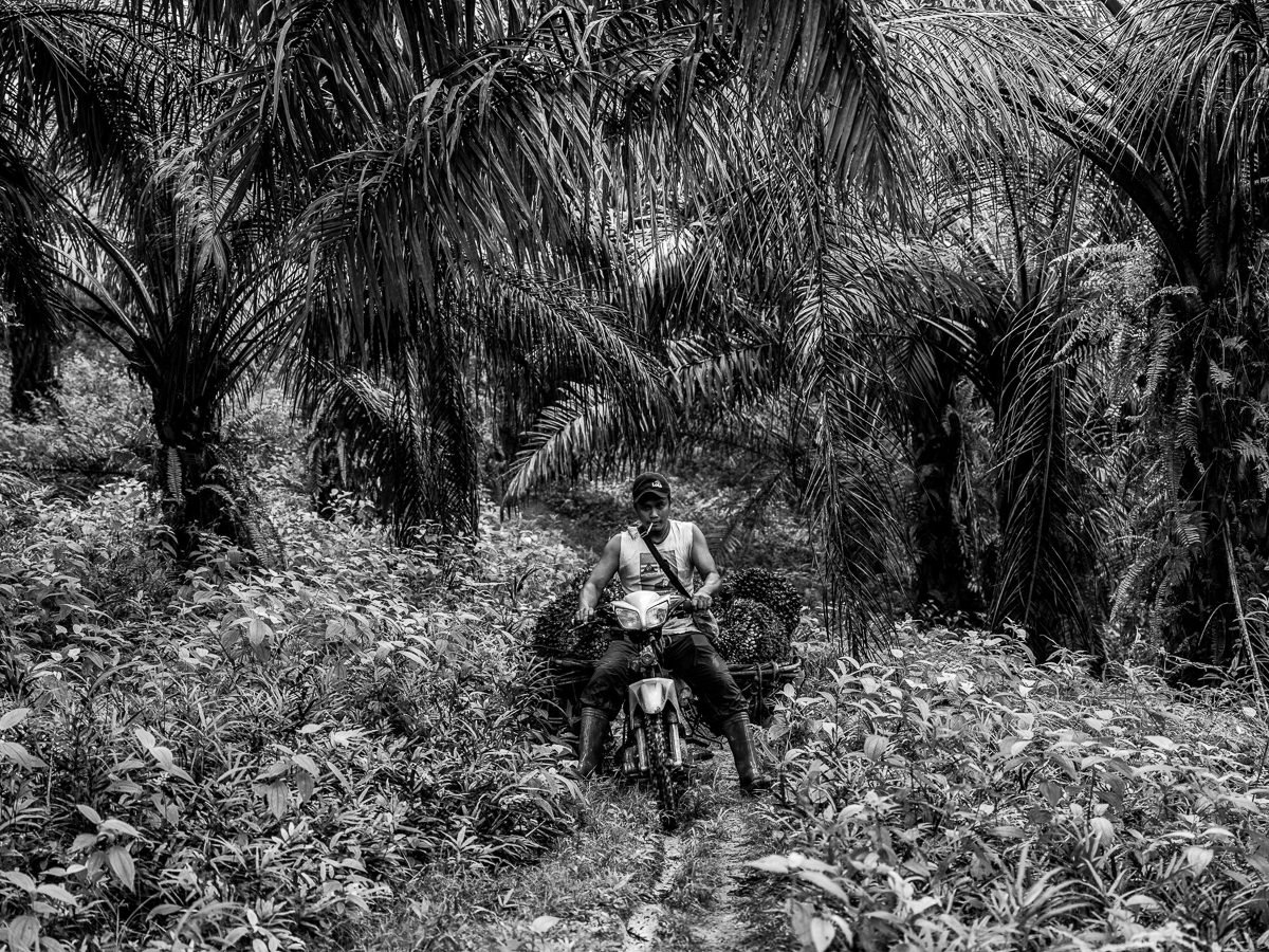 ROUTINE. Sunil, Asnia's husband, uses a motorbike to carry the palm fruits he harvested. He said that sometimes, the palm fruits can weigh up to 50 kg or 110 pounds.    