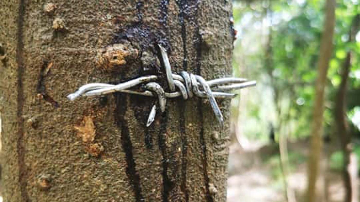 BLEEDING TREES? A quarry company attached barbed wire fences to trees at Masungi Georeserve in the foothills of the Sierra Madre in Rizal on February 26, 2020. Photo from Masungi Georeserve Foundation 