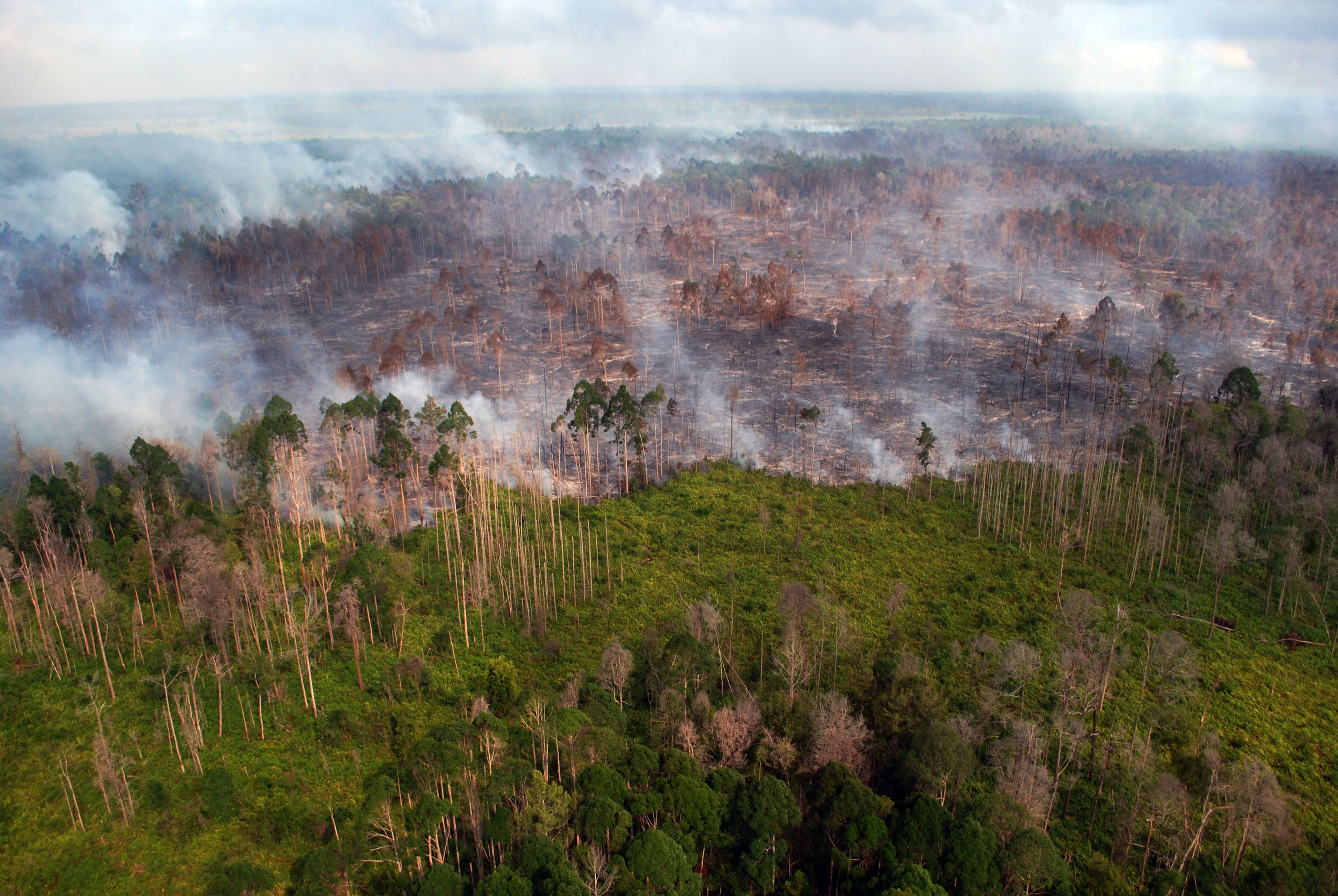 Areal lahan dan hutan terbakar di Desa Bokor, Kabupaten Kepulauan Meranti, Riau, pada 15 Maret 2016. Foto oleh Rony Muharrman/Antara 