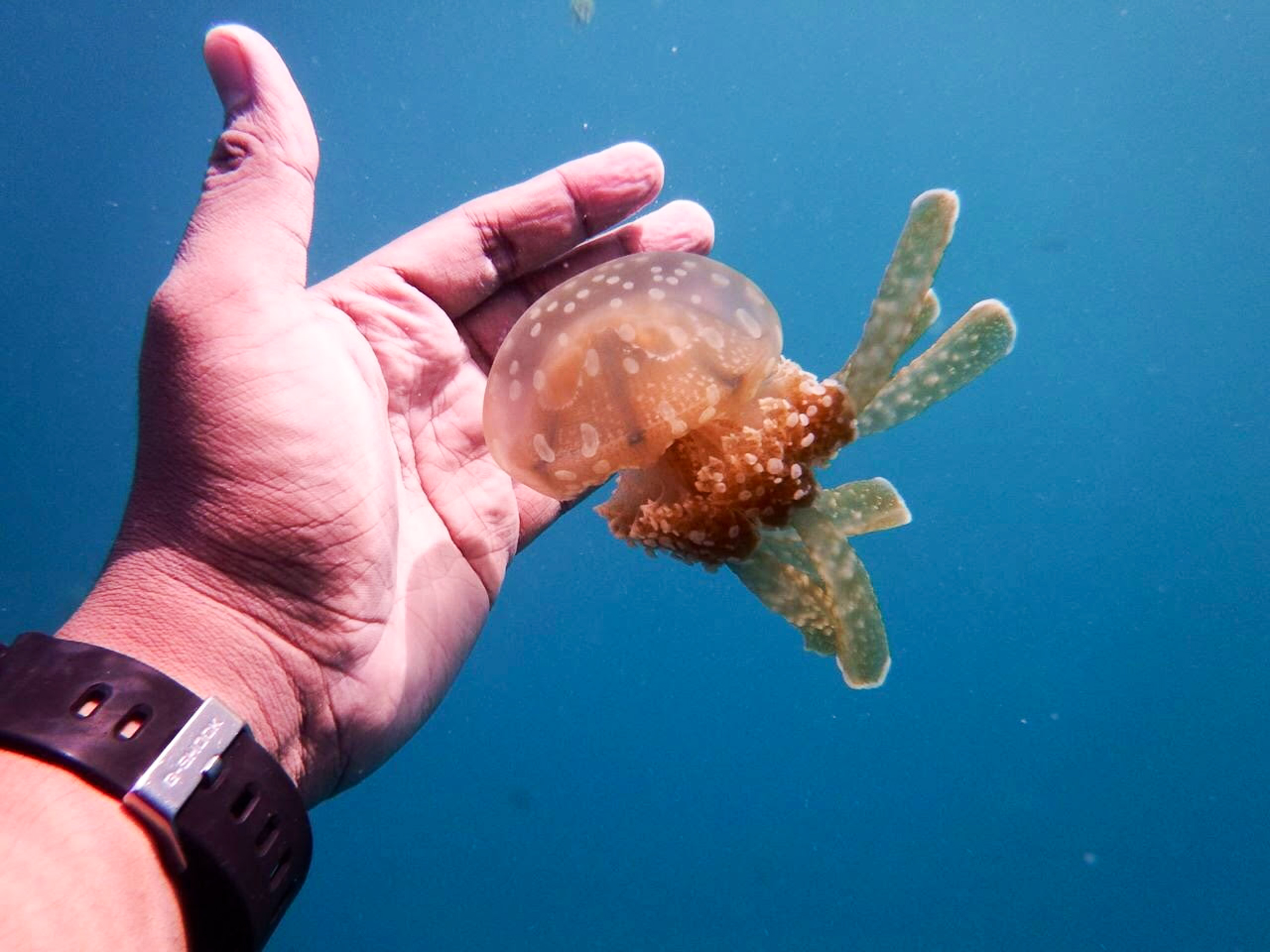 ONE OF A KIND. A stingless jellyfish at Sohoton Cove National Park. Photo by Jefferson Balon  
