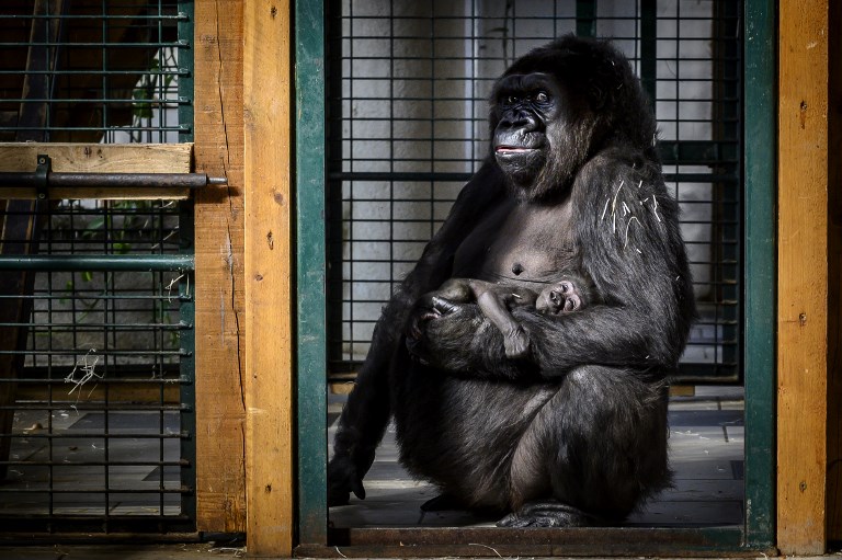 FIRST BORN. Female gorilla Gypsy holds her 4-week-old first baby on February 20, 2019 at the zoological park of Saint-Martin-la-Plaine. Photo by Jean-Philippe Ksiazek/AFP    