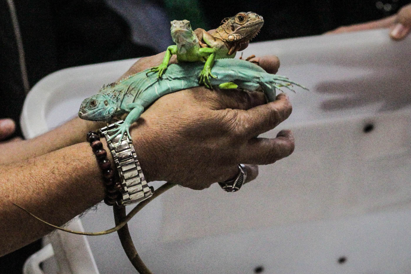 HOT CARGO. A Bureau of Customs agent holds 3 of the 56 iguanas seized from Filipino passenger Niel Ryan Kho Dysoco upon his arrival from Bangkok on February 22, 2019. Photo by Lito Borras/Rappler   