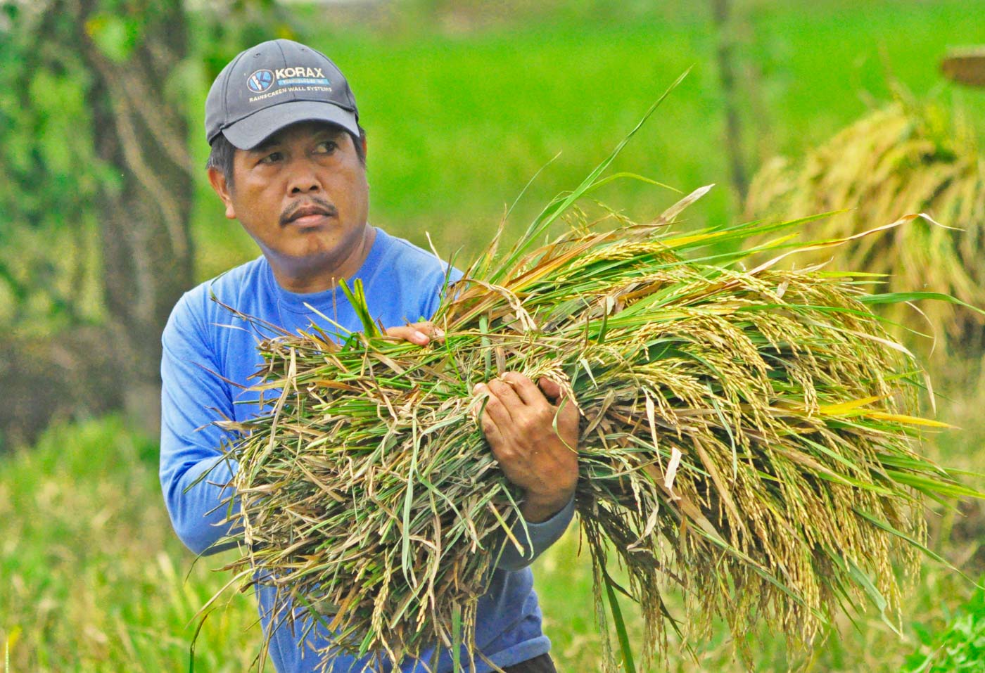 filipino rice farmers