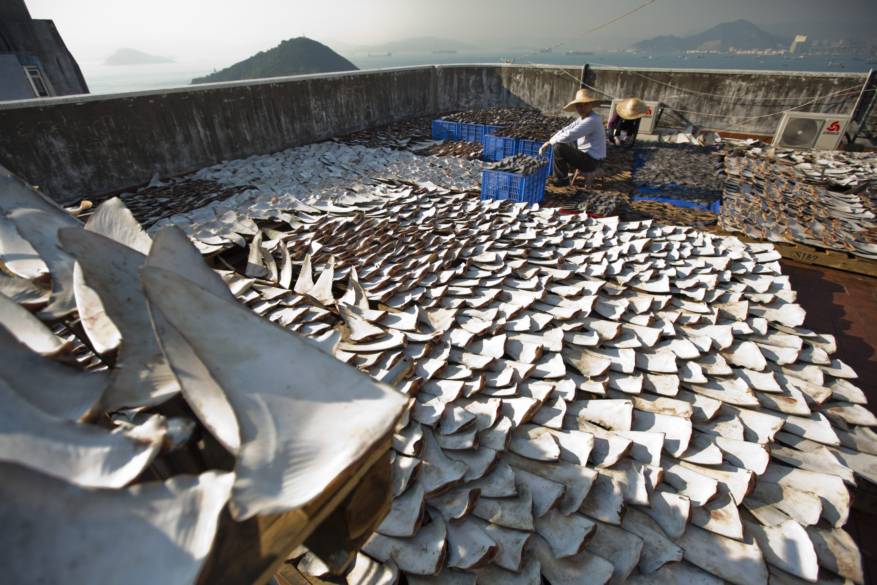 SHARK FINS. Thousands of shark fins are left out to dry on a rooftop in Hong Kong's Kennedy Town district on January 2, 2013. File photo by Paul Hilton/EPA 
