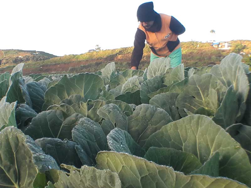 VEGETABLE FROST. A Benguet agriculturist is seen monitoring the cause of 'andap' or vegetable frost, which comes with a continued drop in temperature. File photo by Mau Victa 