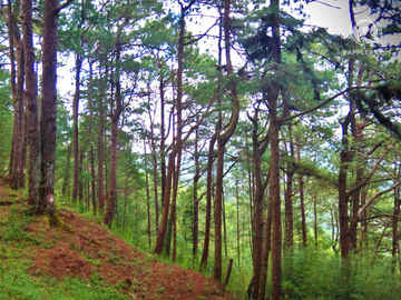 dating camp baguio Hill teachers camp's best 100% free black dating site hook up with sexy black singles in hill teachers camp, baguio, with our free dating personal ads mingle2com is full of hot black guys and girls in hill teachers camp looking for love, sex, friendship, or a friday night date. dating camp baguio Hill teachers camp's best 100% free black dating site hook up with sexy black singles in hill teachers camp, baguio, with our free dating personal ads mingle2com is full of hot black guys and girls in hill teachers camp looking for love, sex, friendship, or a friday night date.