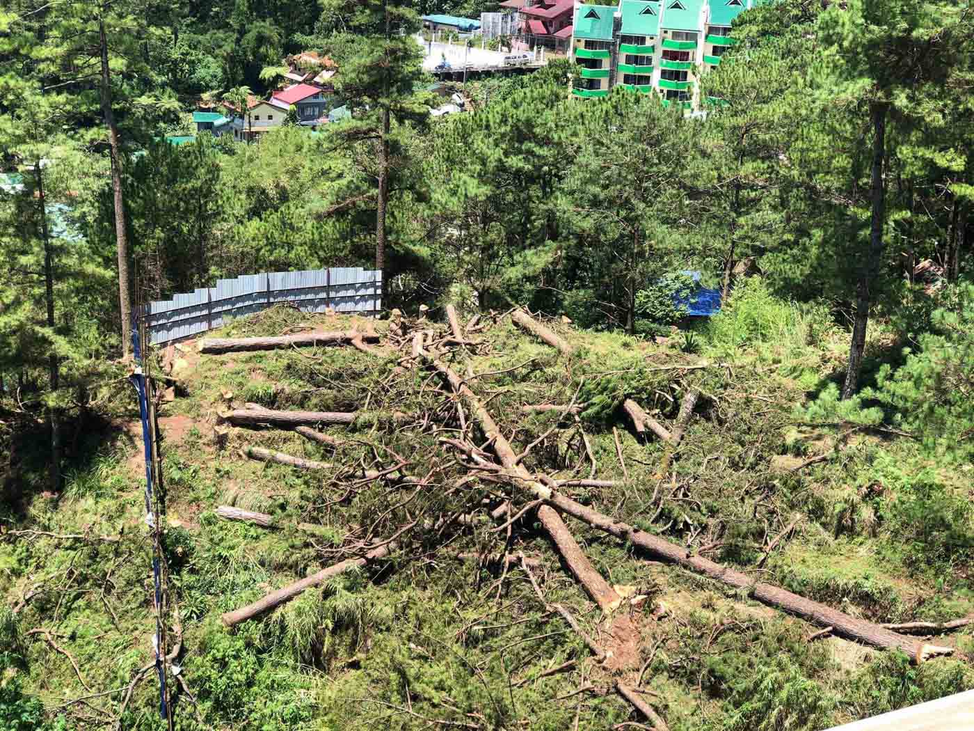 Villar S Realty Group Begins Cutting 53 Pine Trees In Baguio