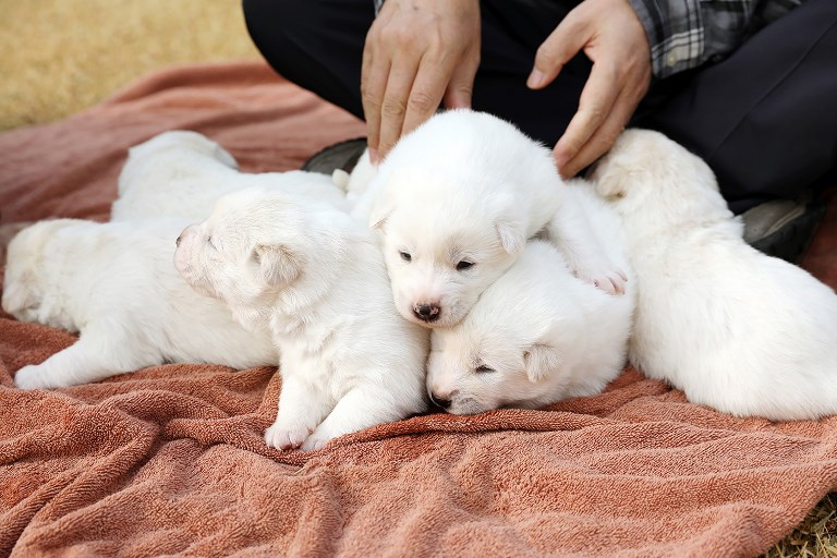 PUPPERS. This handout provided by the South Korean presidential Blue House and taken on November 25, 2018 shows 6 puppies born from a Pungsan-breed dog, gifted to South Korea's president Moon jae-in by North Korean leader Kim Jong Un, at his residence in Seoul. Handout/The Blue House/AFP 