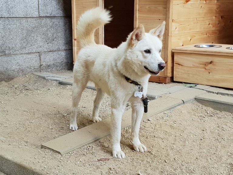 Pyongyang gifts dogs to South Korea President