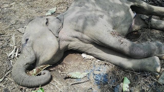 FOUND DEAD. Two critically-endangered Sumatran elephants were found dead from suspected poisoning in Indonesia's Aceh province. AFP photo/Aceh Province Forest Protection Agecny/Awir Belo