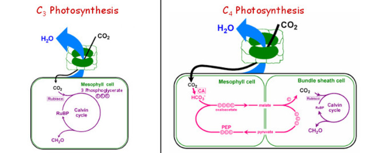 COMPARISON. C4 and C3 plants have different processes of photosynthesis. Image courtesy of Paul Quick/C4 Rice Project