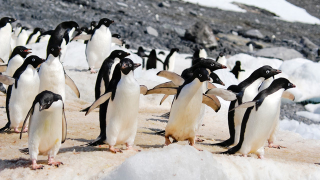 adelie penguins