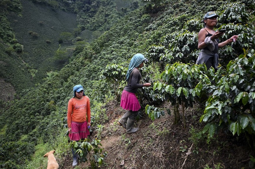 MARGINS. Transgender women of the Embera Chami indigenous community collect coffee at a farm in Santuario, Risaralda department, Colombia on May 10, 2019. Photo by Raul Arboleda/AFP 