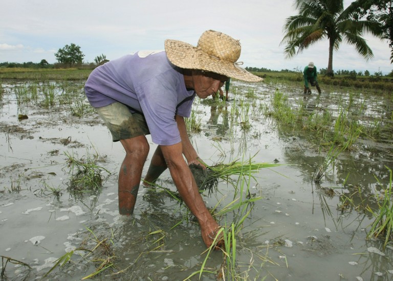FARMING. Filipino farmer Gamaliel Pagharion inspects his rice farm in Pigcawayan the rice producing town of North Cotabato province in southern Mindanao on May 9, 2008. File photo by Mark Navales/AFP 