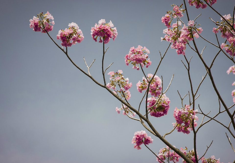 Can cherry blossom grow in the philippines?
