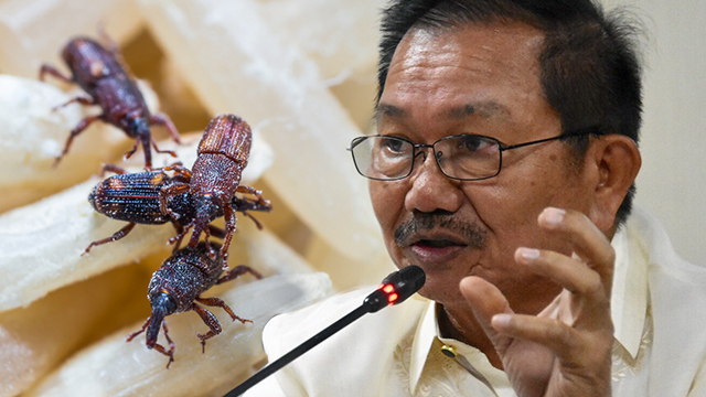 CHALLENGE ACCEPTED. Agriculture Secretary Emmanuel Piñol says he is willing to eat bukbok-infested rice. Piñol's photo by Angie Silva/Rappler  