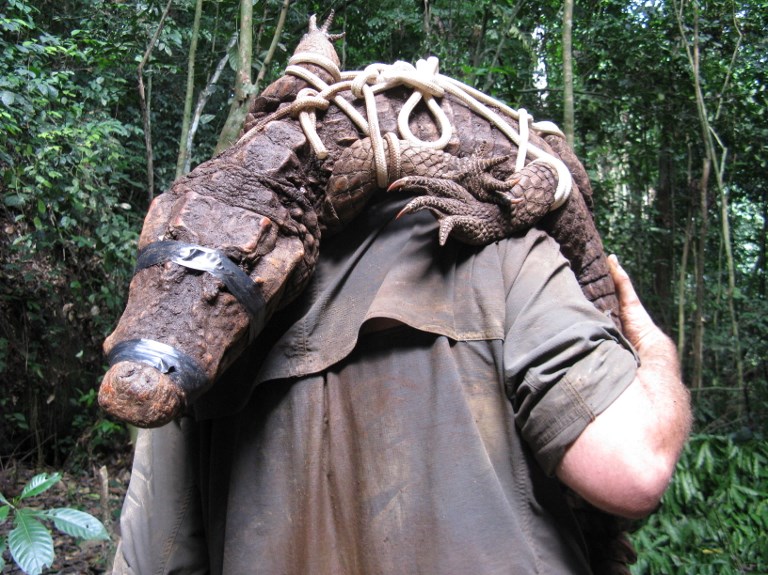 PRIZE CATCH. In this photograph taken on August 11, 2010, a scientist carries an orange cave crocodile captured from caves in Abanda in the Ogooue-Maritime, in the south-west of Gabon. Photo by Olivier Testa/AFP 