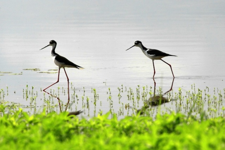 View of two blacknecked storks at Cano Negro Wildlife Refuge, in Cano Negro, Costa Rica, on 27 March 2012. Jeffrey Arguedas/EPA