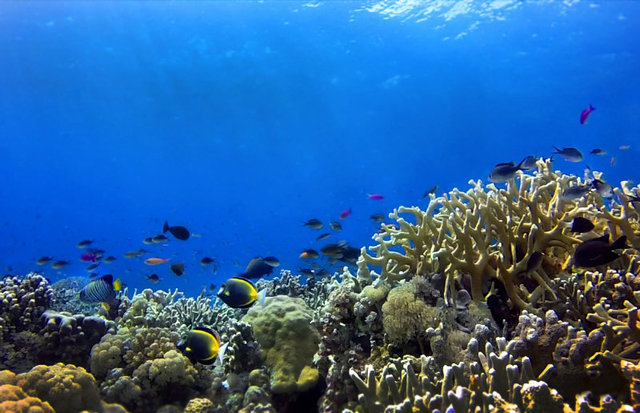 Instead of wanting to possess fish, let Finding Dory inspire us all to see them in their home – the big blue, where Nemo, Dory and all their friends belong. Shown is a healthy coral reef in Palawan. Photo from Greggy Yan