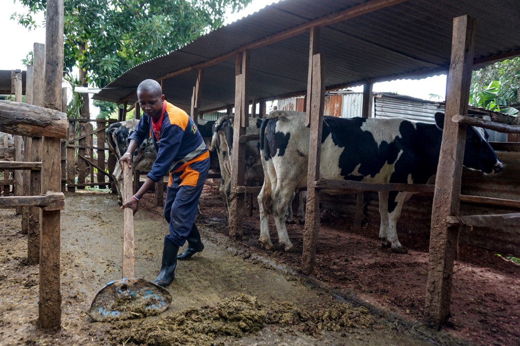 Farmer Samuel Mwangi cleans a cow shed at his farm in Ikinu, Kiambu county 28km from the capital, on May 16, 2019. 
Simon MAINA / AFP 