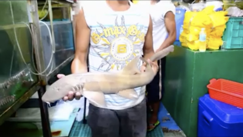 CRUEL KILLING. A video shows the cruel killing of a bamboo catshark at a market in Pasay City.   