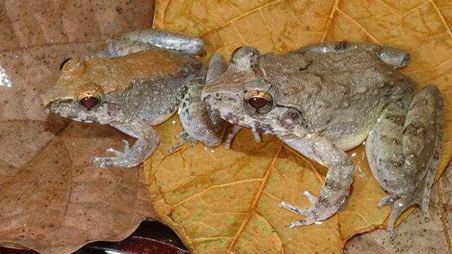 LIMNONECTES LARVAEPARTUS. This undated photo obtained December 31, 2014 courtesy of Jim McGuire shows a male and female of the new species (Limnonectes larvaepartus). The male is the smaller one, and the frogs were collected on the west coast of the Central Core of Sulawesi, Indonesia. Jim McGuire/AFP
