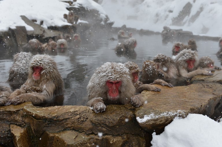 SPA TIME. This picture taken on December 10, 2012 shows Japanese macaques, commonly referred to as "snow" monkeys, taking an open-air hot spring bath, or "onsen", at the Jigokudani (Hell's Valley) Monkey Park in the town of Yamanouchi, Nagano prefecture. Photo by Kazuhiro Nogi / AFP 