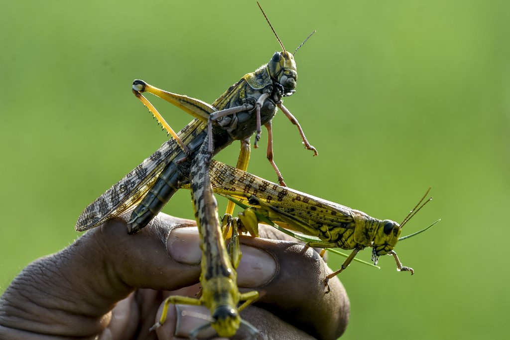 PLAGUE. In this picture taken on February 23, 2020, a farmer holds locusts in Pipli Pahar village in Pakistan's central Punjab province. Photo by Arif Ali/AFP 