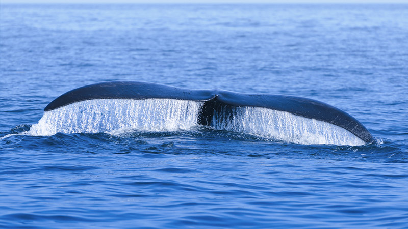 THREATENED. File photo of a North Atlantic Right Whale (Eubalaena glacialis) in the Bay of Fundy Nova Scotia Canada. Shutterstock Image 
