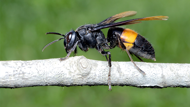DEADLY. A file photo of an Asian giant hornet,   the world's largest hornet species. Shutterstock.com  