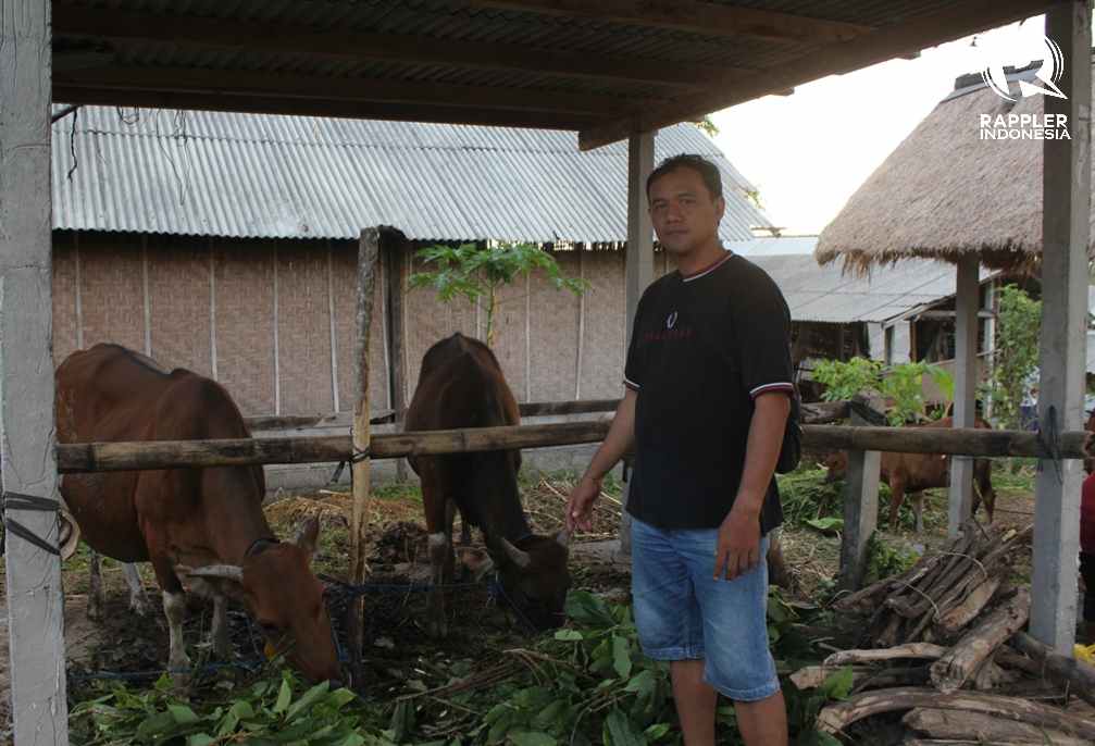 I Ketut Darmayasa di lahan miliknya yang disediakan untuk penitipan sapi milik pengungsi Gunung Agung. Foto oleh Bram Setiawan/Rappler 