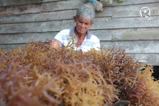 WAY OF LIFE. A seaweed farmer bundles up seaweed for selling in Bongao, Tawi-Tawi 