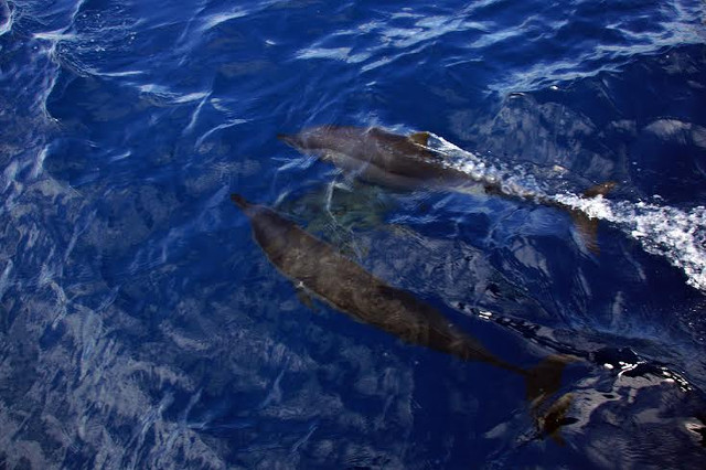 JEWELS OF THE SEA. Dolphins, an endangered sea creature, travel through Tañon Strait. Photo courtesy of Razcel Salvarita 