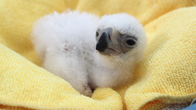 NEWLY-HATCHED CHICK. Photo from Philippine Eagle Foundation 