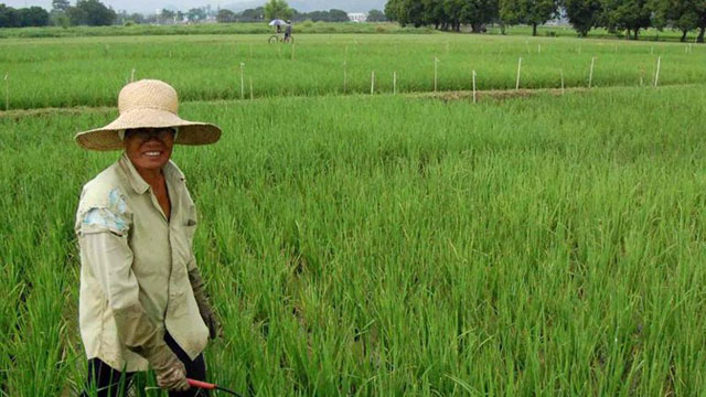 AGRICULTURE DOWN. Production of palay went up by 3.28% but the agriculture sector, as a whole, slowed down in the first quarter of 2014. AFP file photo 