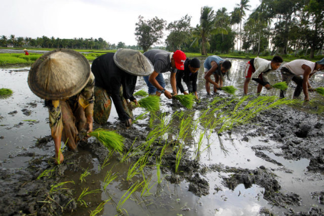 PLANTING SEASON. Farmers in Central Mindanao depend on stable water supply to grow palay. Photo by UN FAO  