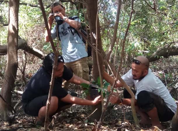 Aktivis Wildlife Photography Surabaya (WPS) memasang camera trap di hutan mangrove kawasan Pantai Timur Surabaya. Foto oleh Amir Tejo/Rappler 