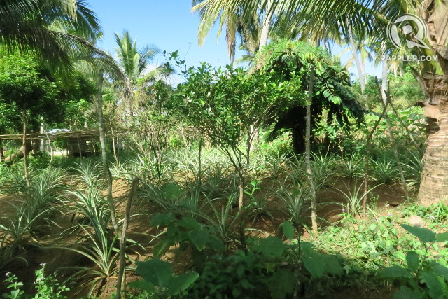 MULTI-LEVEL. In agroforestry, crops of different heights are grown to create a 'microclimate.' 