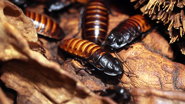 SAY IT WITH ROACHES. Texas zoo goers are joining in on the cockroach fun by naming these critters after past flames. Photo from Shutterstock 