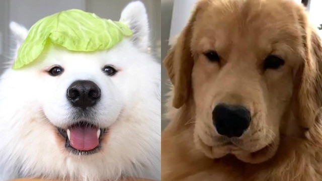 INSTAGRAM DOGS. Some of the most popular dog accounts on Instagram have become internet sensations with more than a million followers. Photos from Instagram/@mayapolarbear and @tuckerbudzyn 