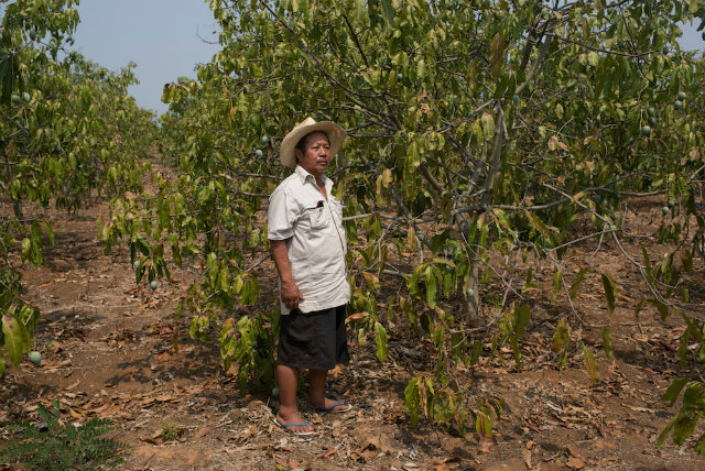 DROUGHT. Sunan Tapin, 64, stands at a mango plantation affected by drought due to El Nino phenomenon in Doi Lor district, Chiang Mai province. Photo by Vincenzo Floramo/Greenpeace  
