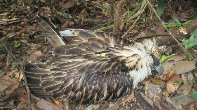 LOST NATIONAL TREASURE. Philippine eagle Pamana's carcass is found near a creek in Mount Hamiguitan on August 16, 2015. Photo by Philippine Eagle Foundation