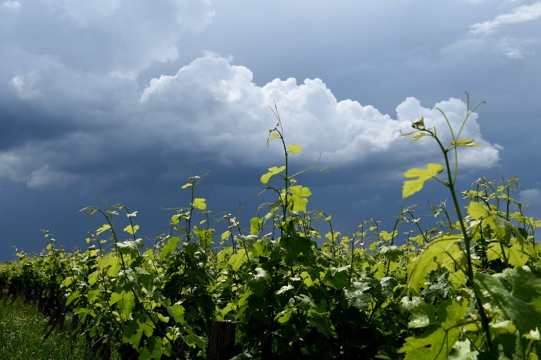VINEYARDS. File photo shows the vineyards of the Medoc area, on June 3, 2018 near Pauillac, southwestern France. Photo by 
Nicolas Tucat/AFP 